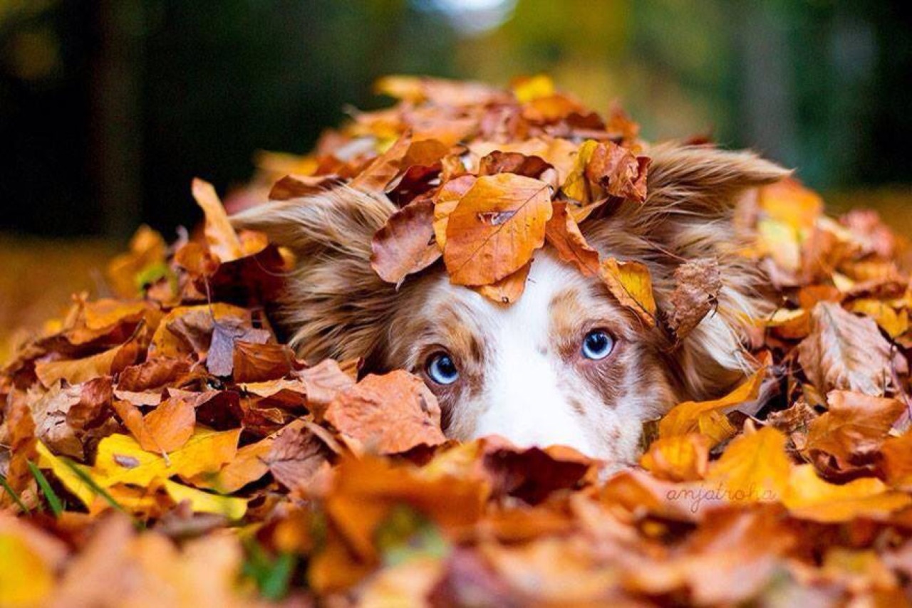 Krásna jeseň: pes v hromade listov