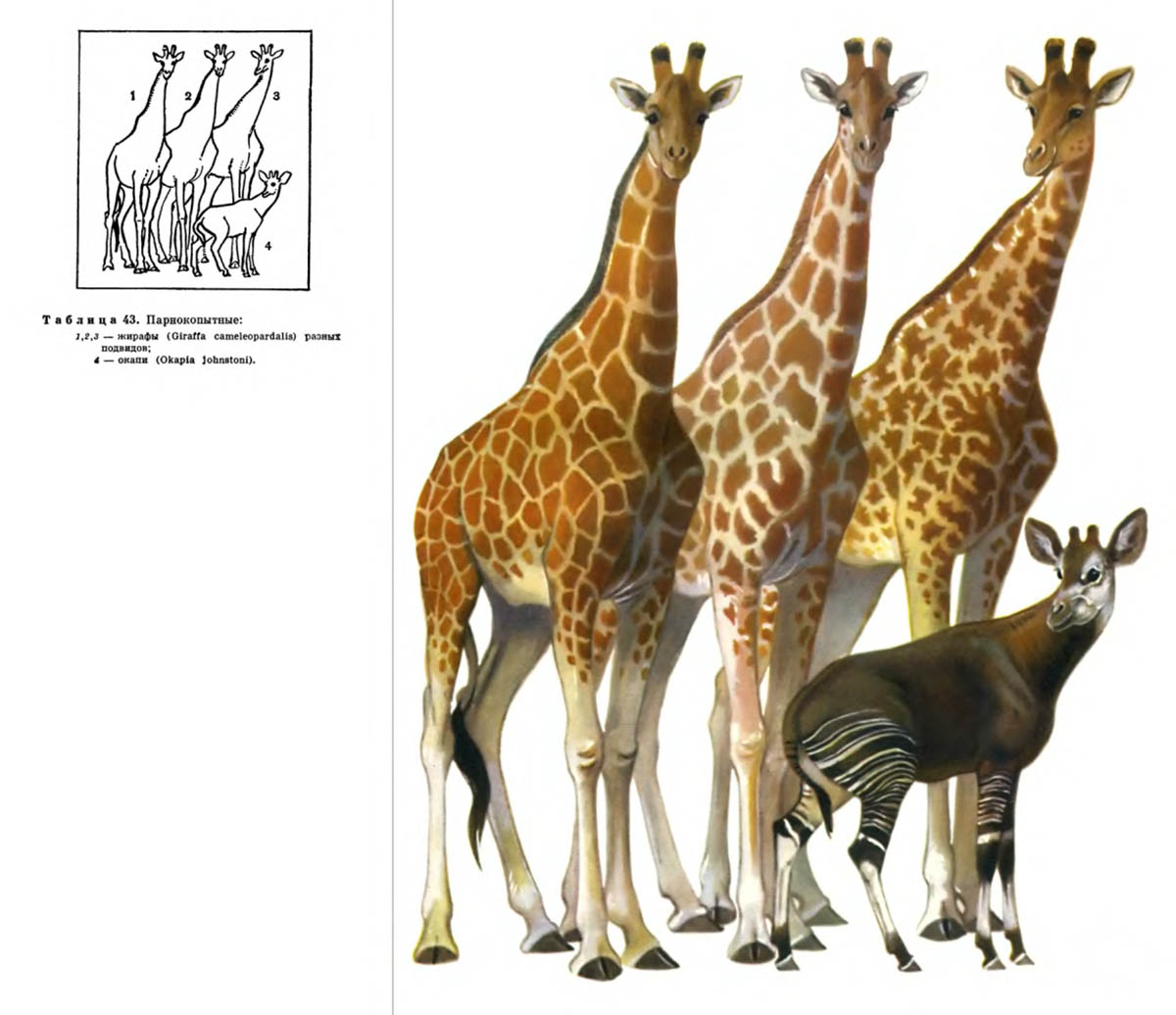 Okapi and giraffe