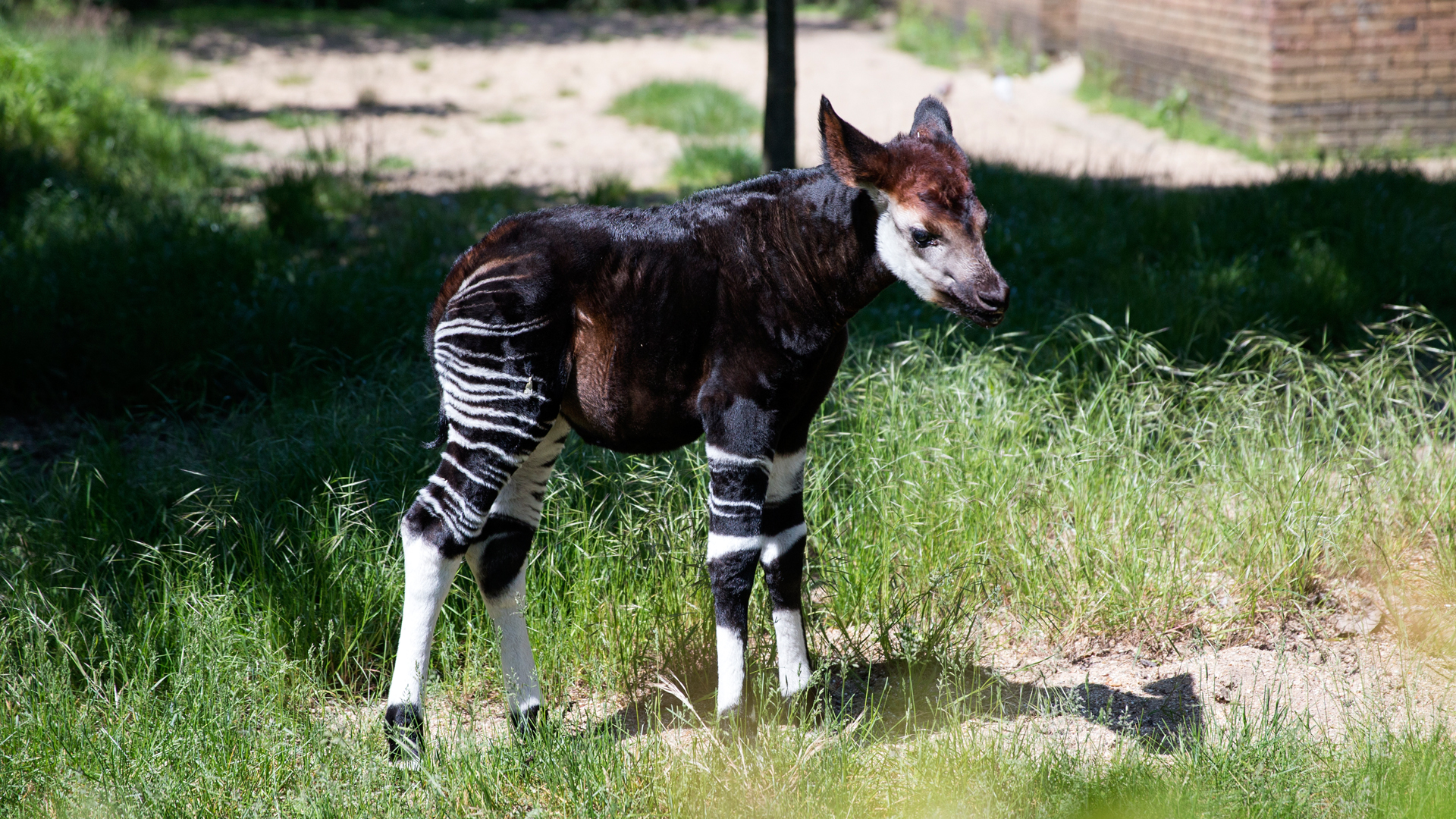 Baby okapi