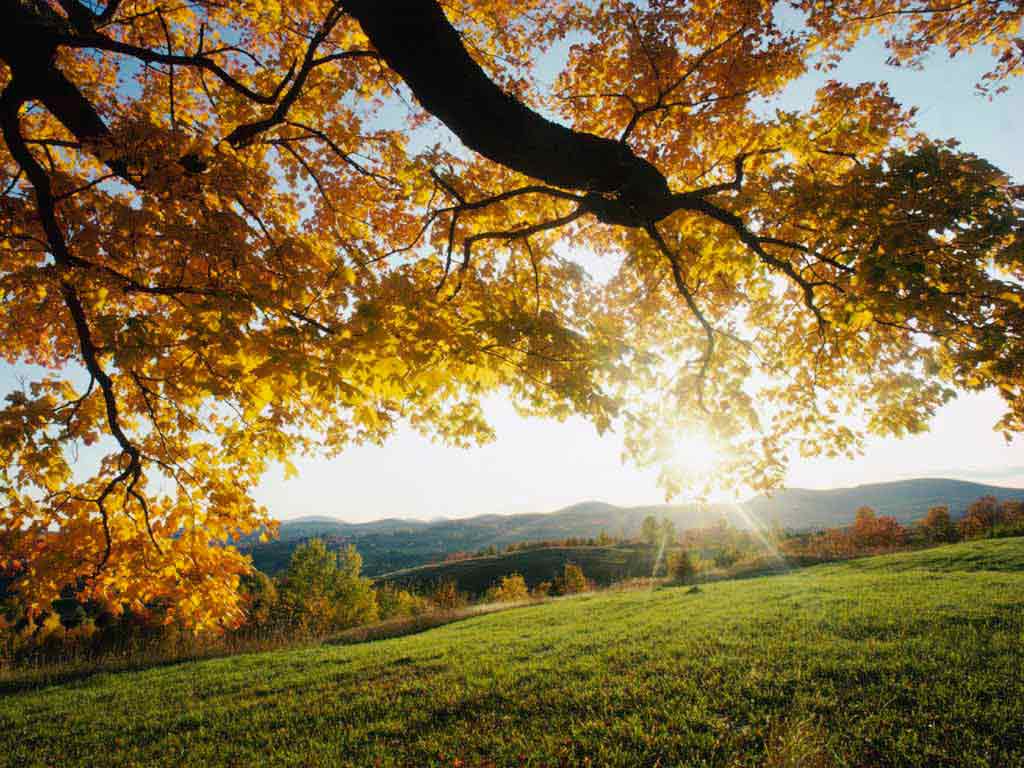 Beautiful autumn: panorama