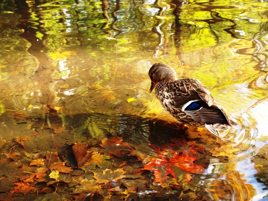 Bel automne: canard au bord de l'eau