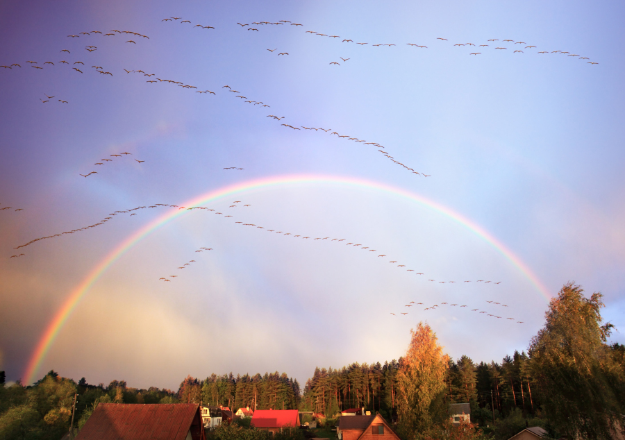 Beautiful autumn: rainbow and birds