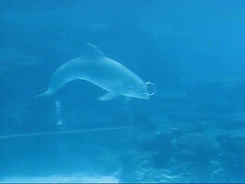 GIF picture: a dolphin plays a bubble