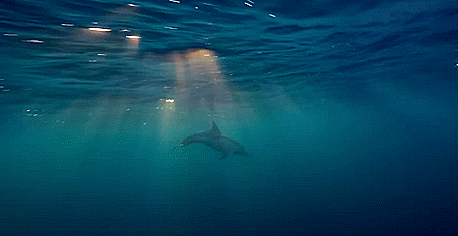GIF画像：水中のイルカ