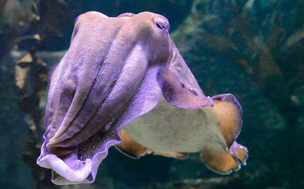 GIF picture with cuttlefish