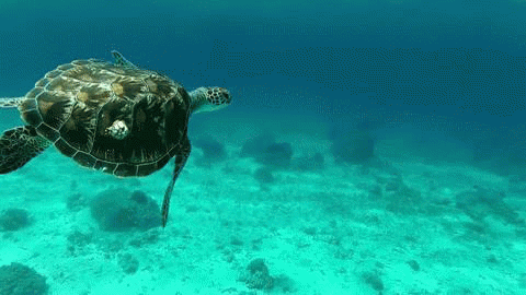 GIF kép tengeri teknősrel