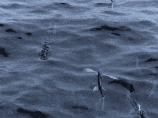 Image GIF: poisson volant