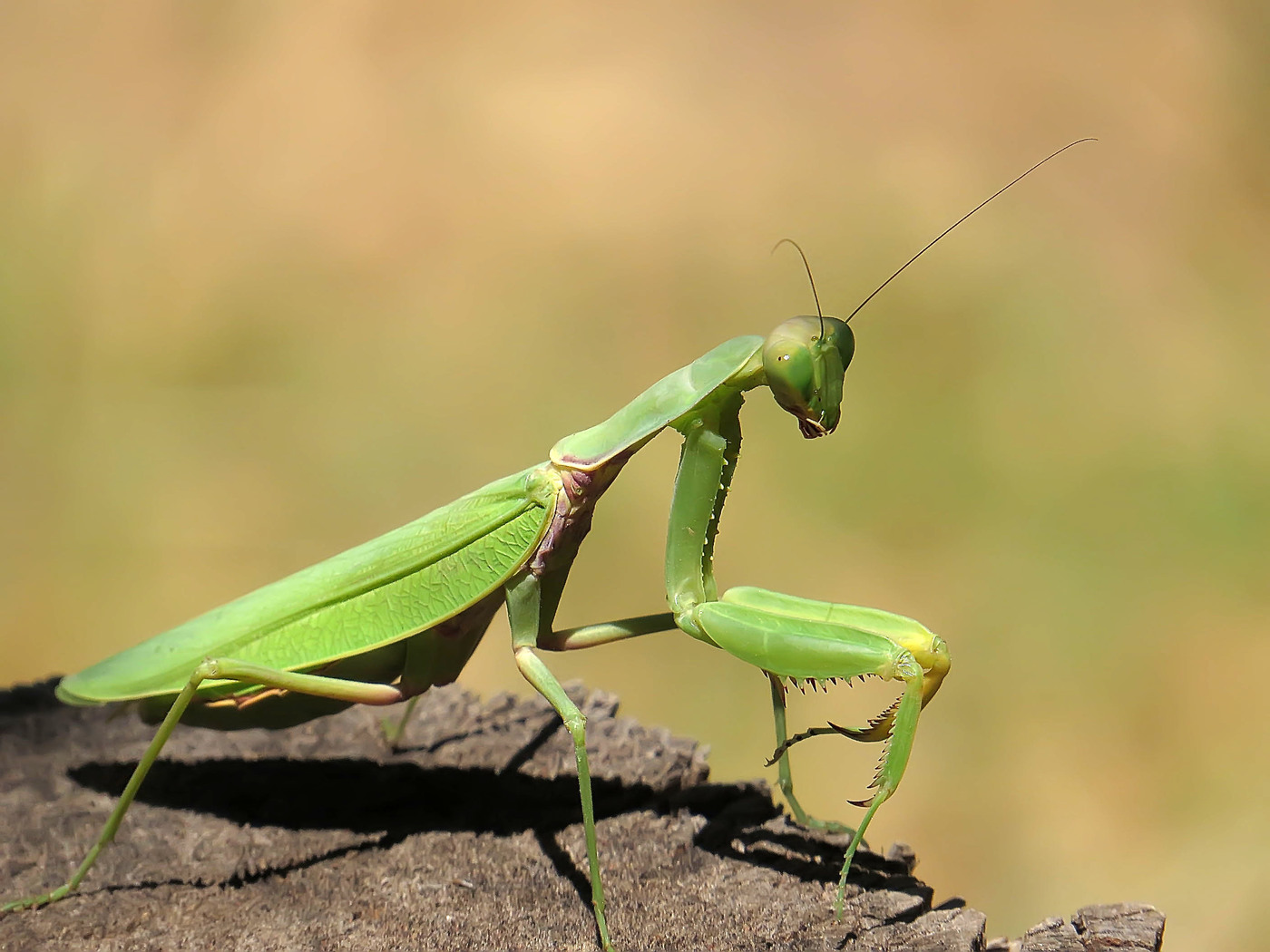 Be om Mantis: Nærbilde Foto