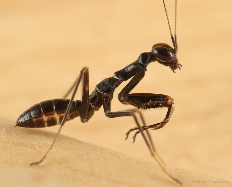 Mantis Ant