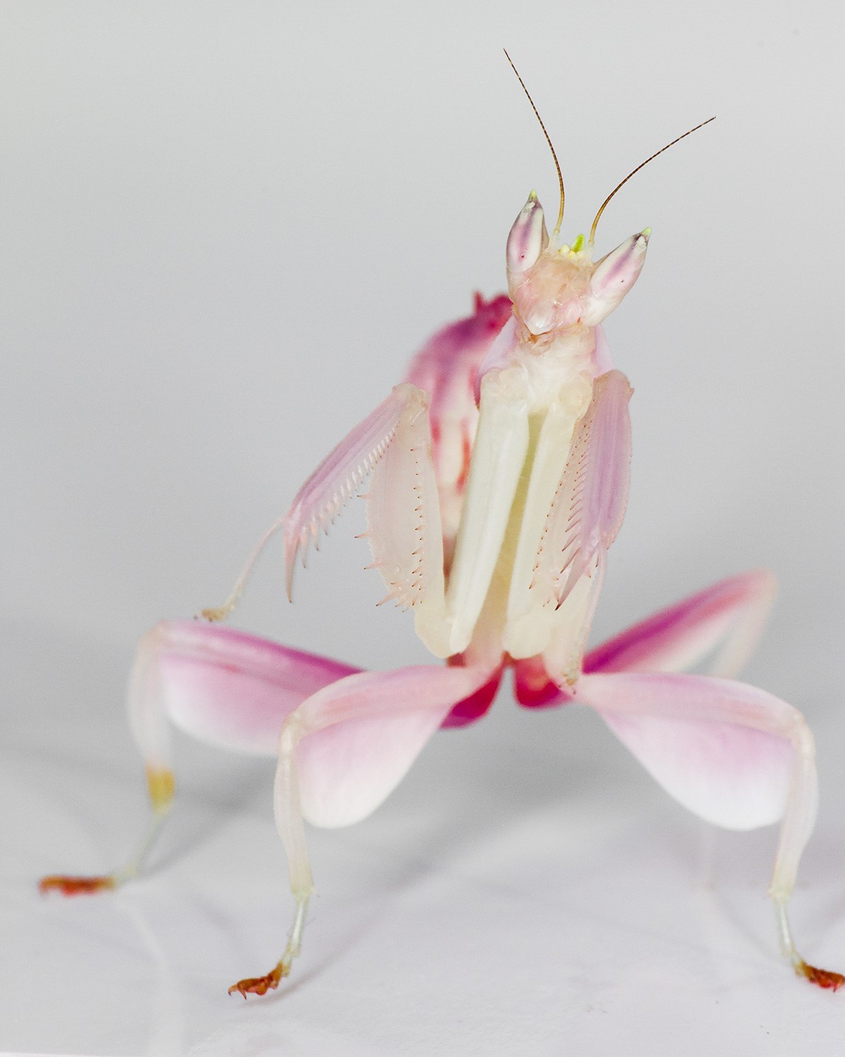 Orchid mantis mukubwinya kwayo kose