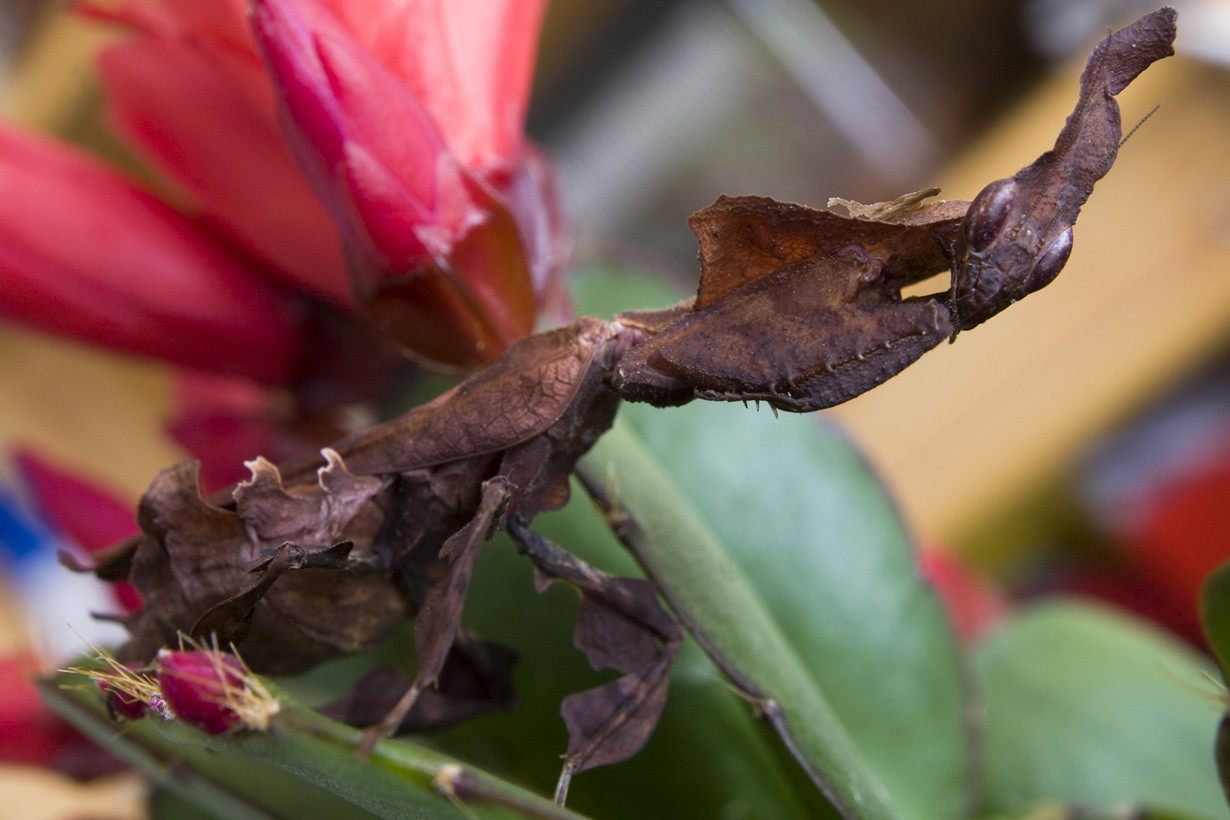 Mantis Phyllocrania paradoxa. Habitat - Madagascar