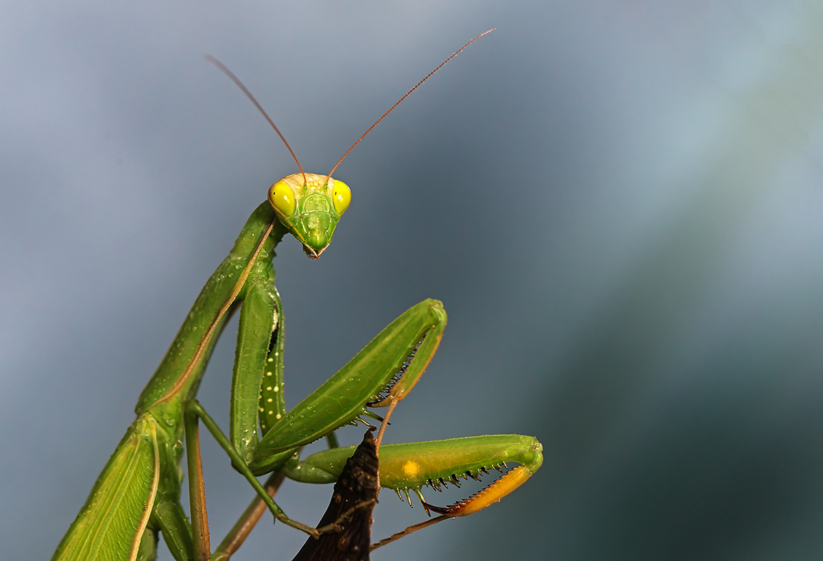 Vanlige Mantis (Mantis Religiosa)