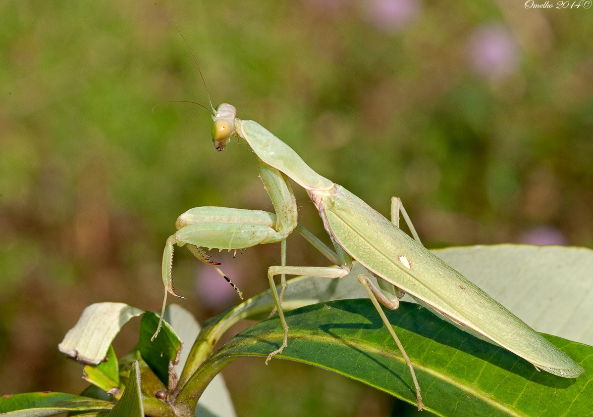 సాధారణ ప్రార్థన mantis లేదా మతపరమైన mantis