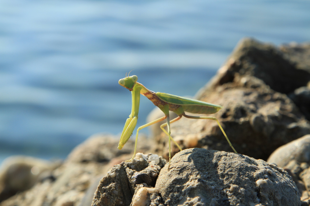 Berdoa belalang di atas tebing dengan latar belakang pantai Laut Hitam