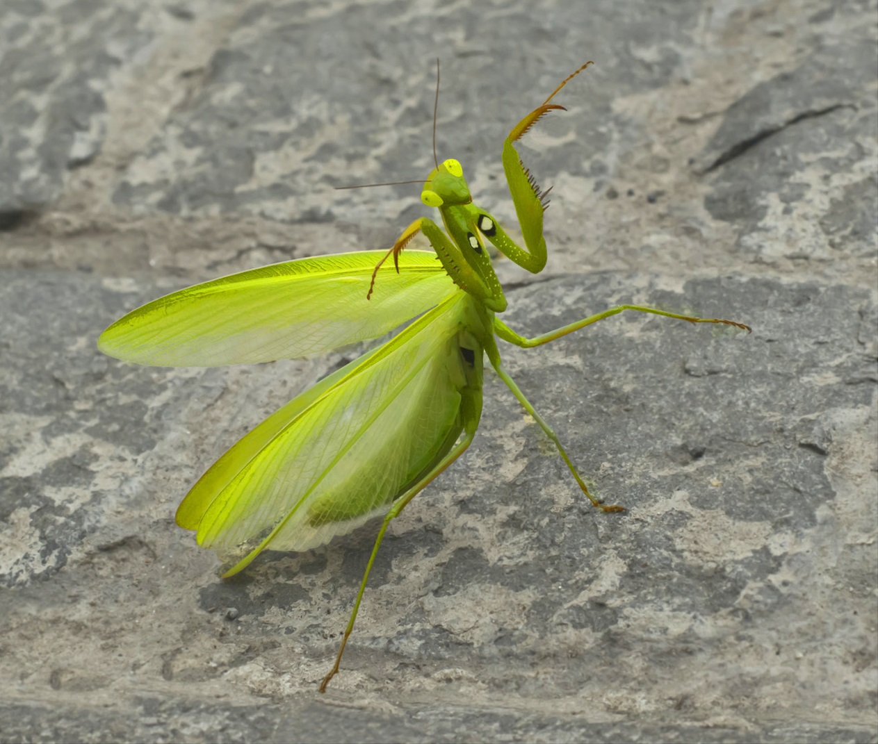 Mantis, kana machechi echitendero (lat. Mantis religiosa)