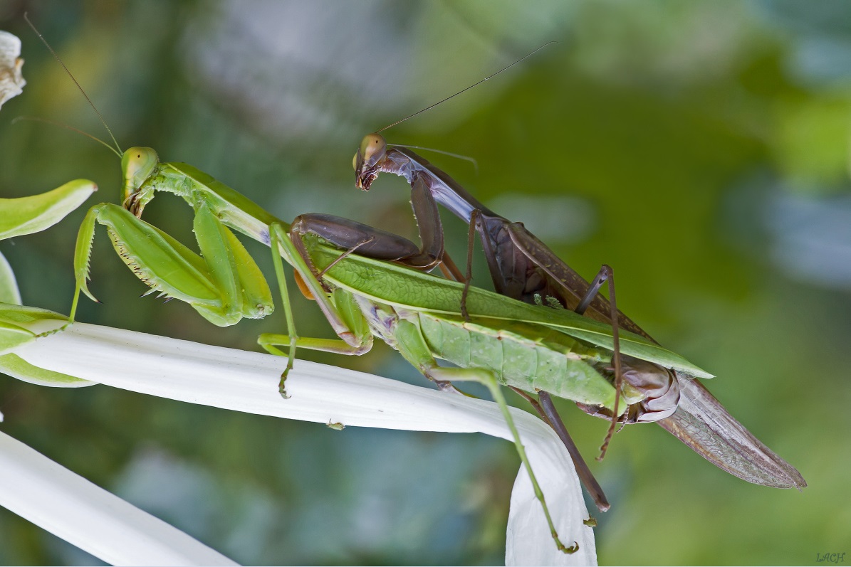 Mantis mating. Transcaucasian Mantis (Hierodula transcaucasica)
