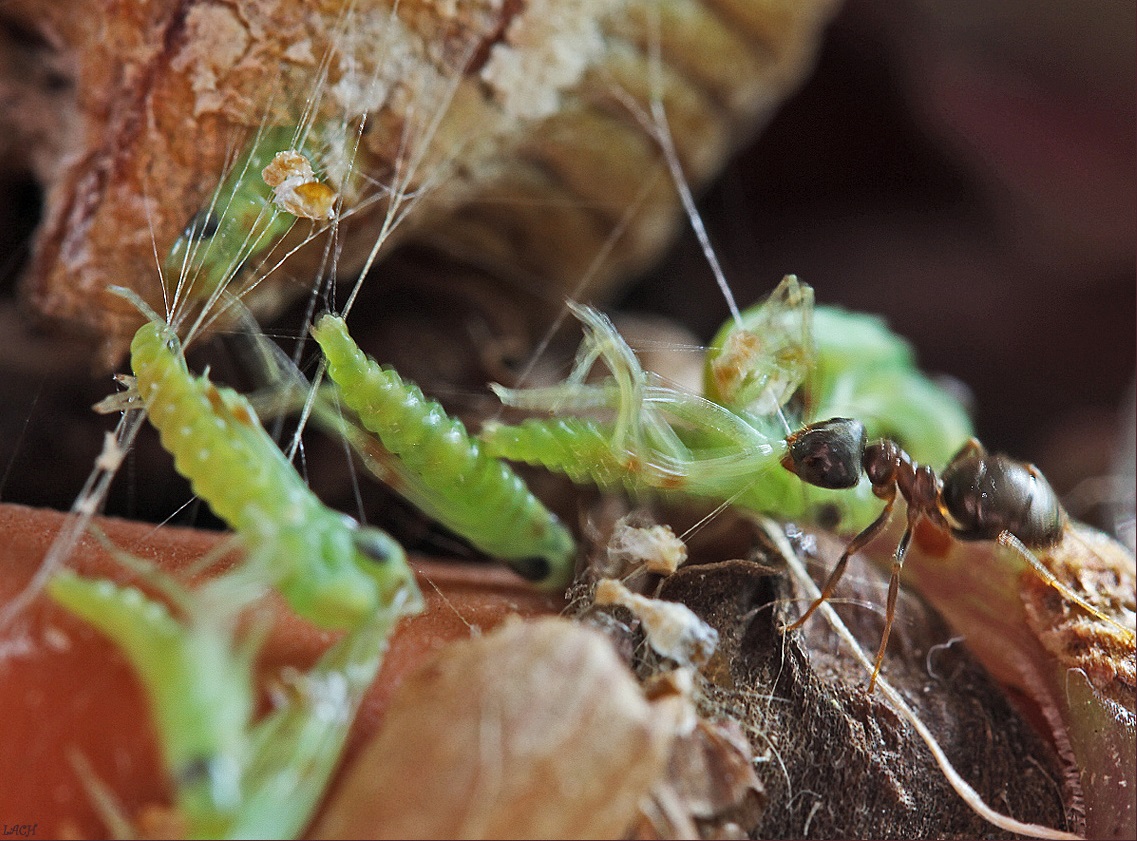 Belalang sembah yang baru lahir diserang oleh seekor semut