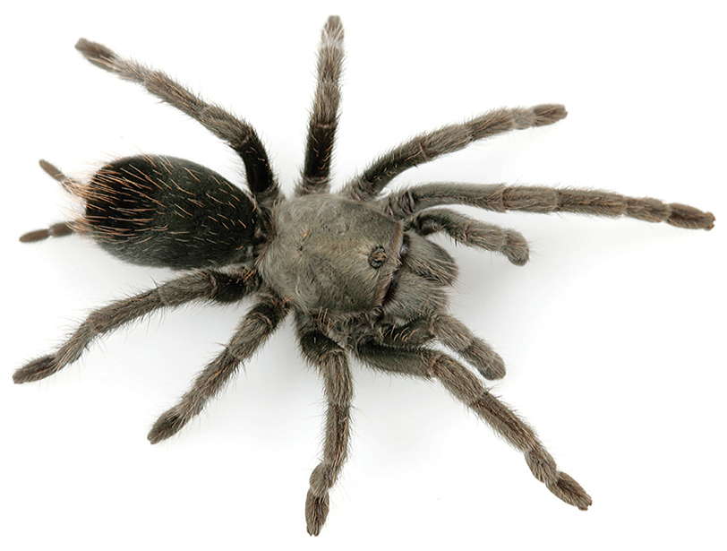 The bird-eating spider female Aphonopelma saguaro (Latin) of the genus Aphonopelma