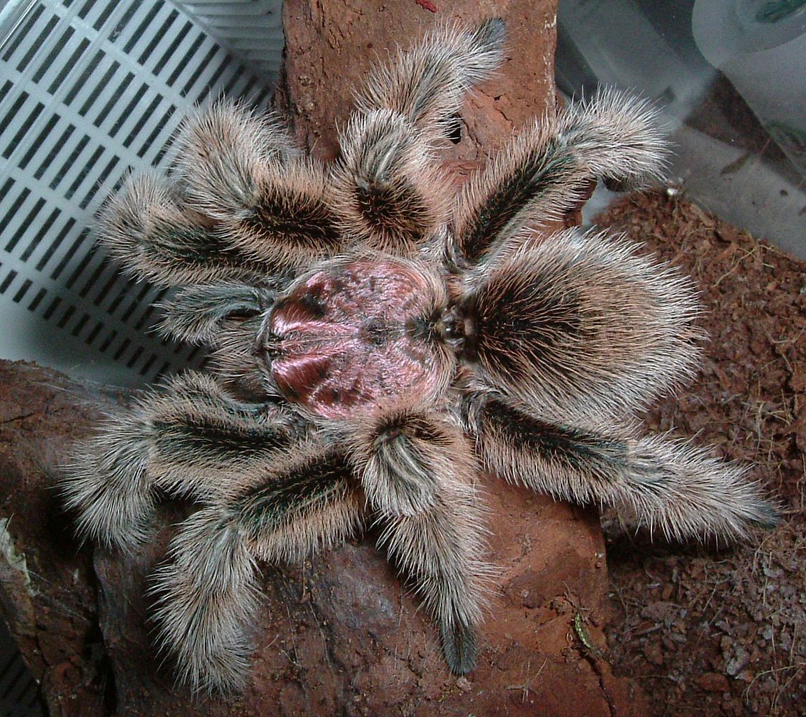 Volwasse manlike tarantula van die spesie Grammostola porteri (Chileense pienk tarantula)