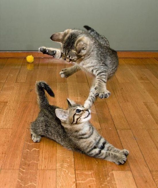 Funny photos of kittens
