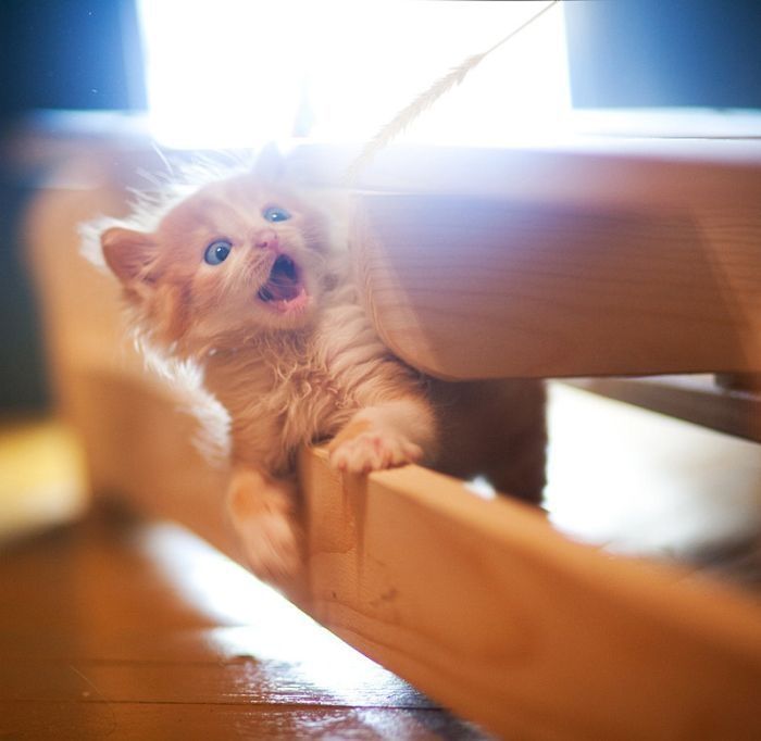 عکس خنده دار از بچه گربه ها