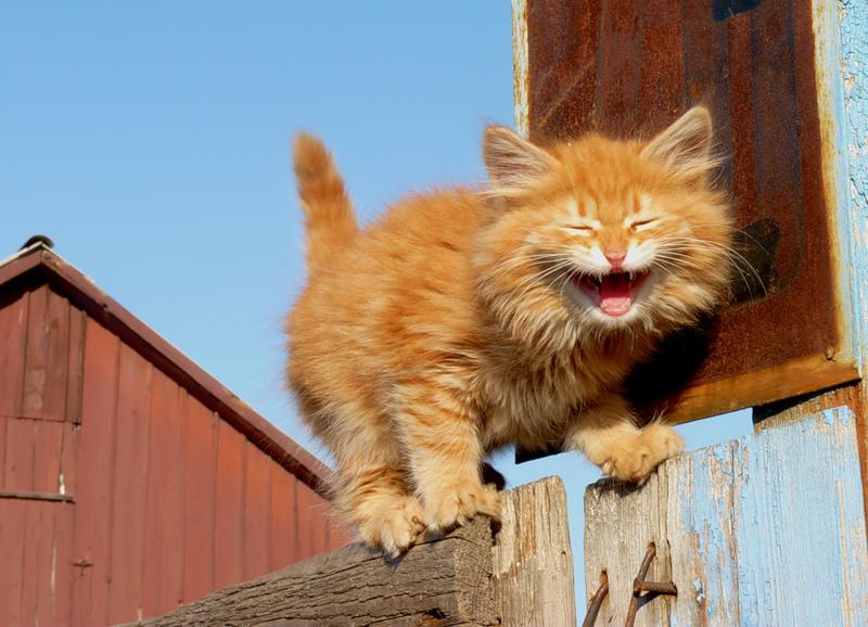 Αστείες φωτογραφίες γατάκια