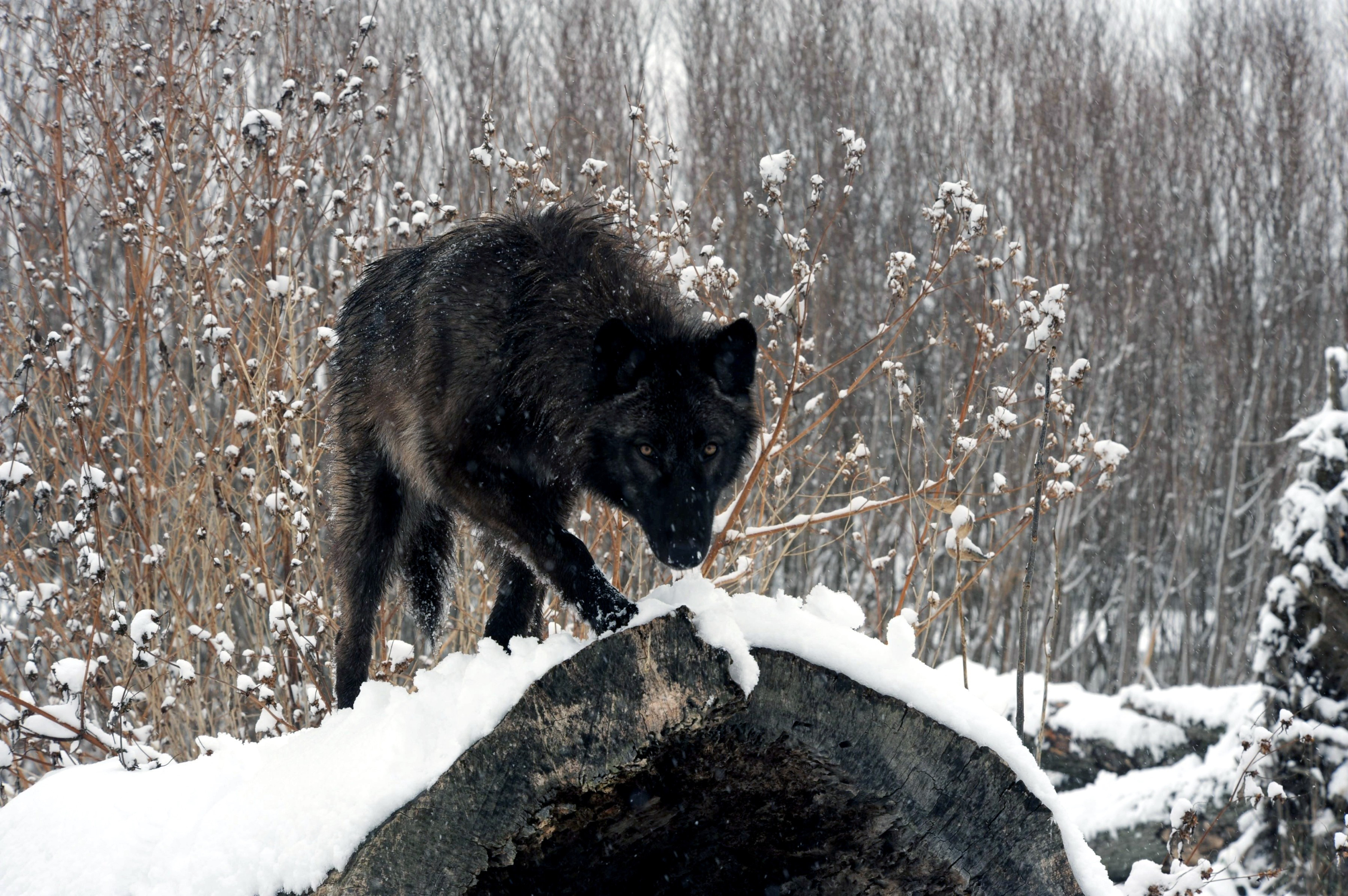 Μαύρος λύκος