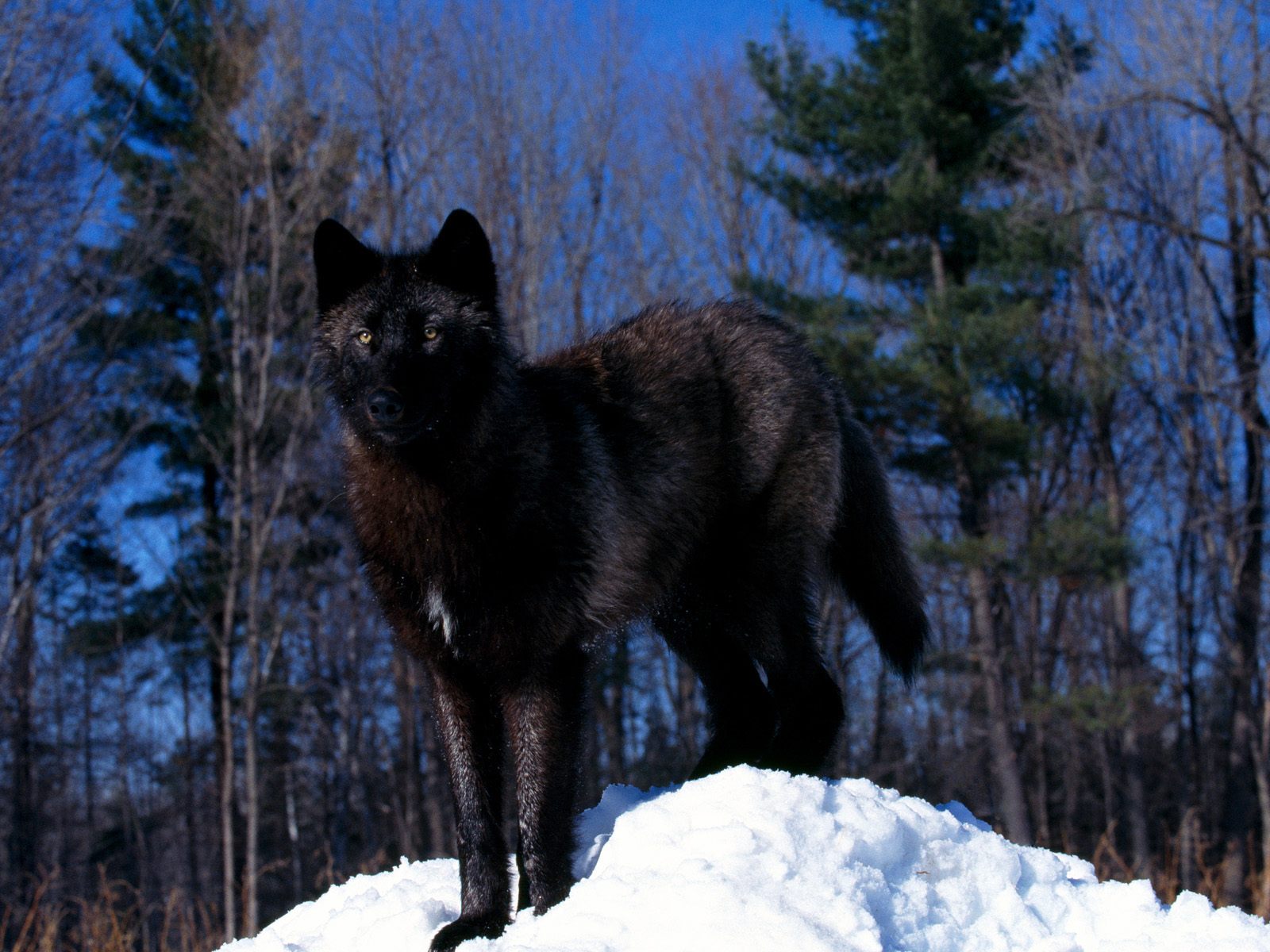 Črni volk
