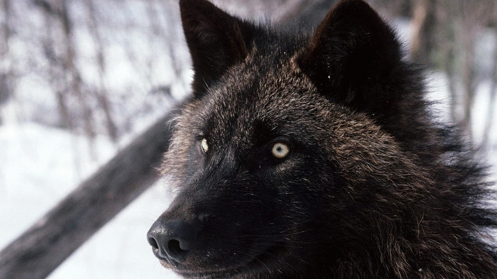 Погляд чорного вовка