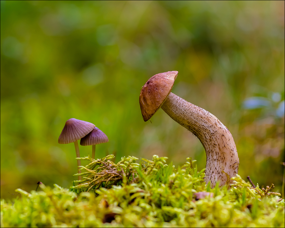 Photo: Mushroom Bows