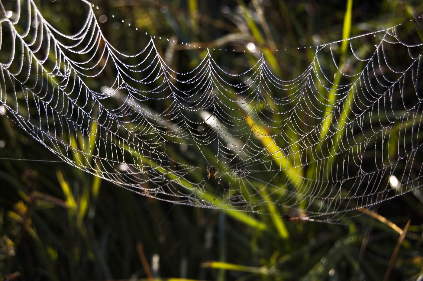 Photos of the web. Morning. Dawn. Dew drops on the web