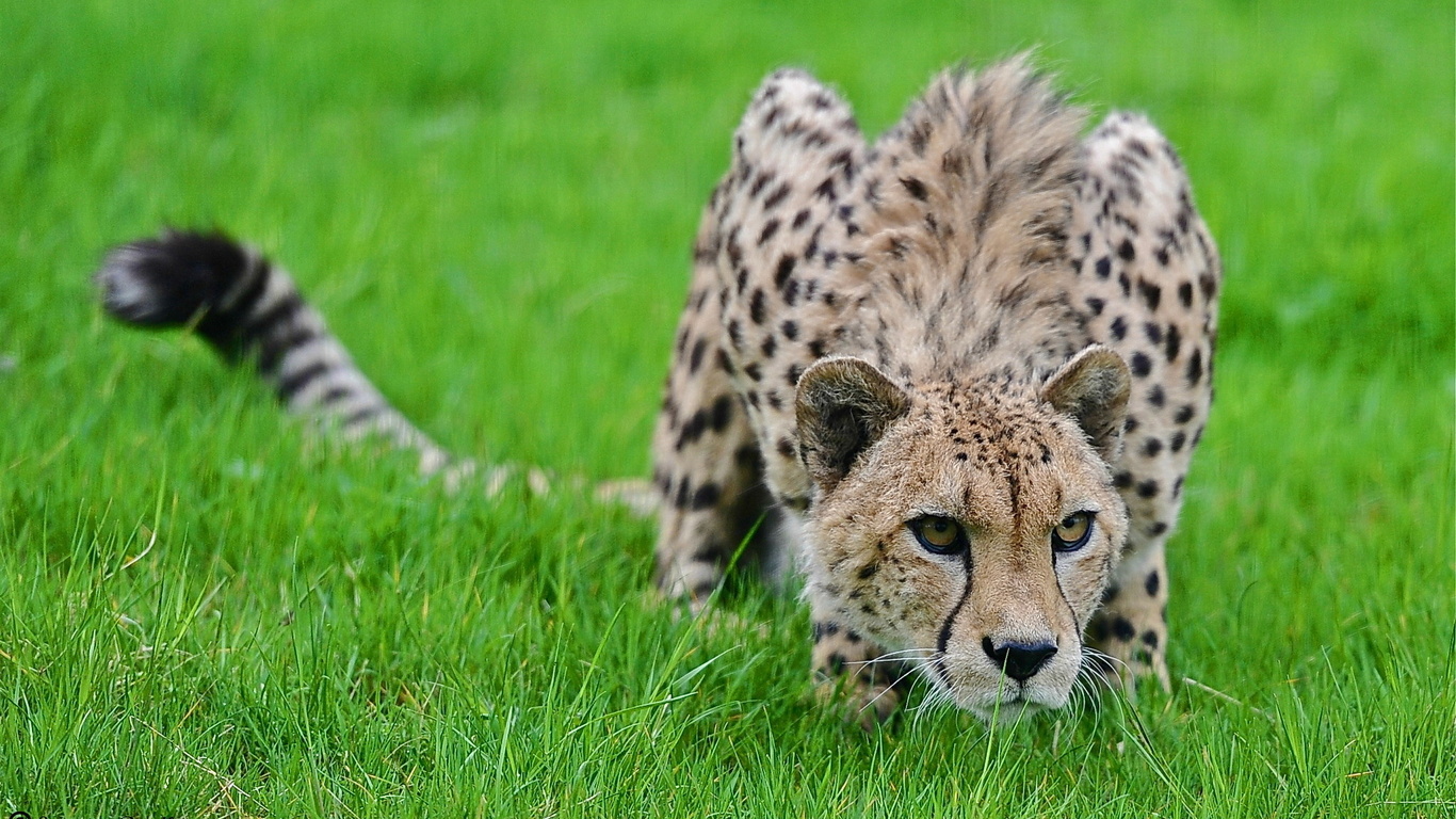 Photo of a cheetah