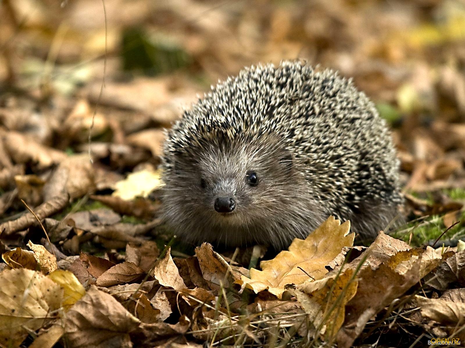 Photo hedgehog in the fall