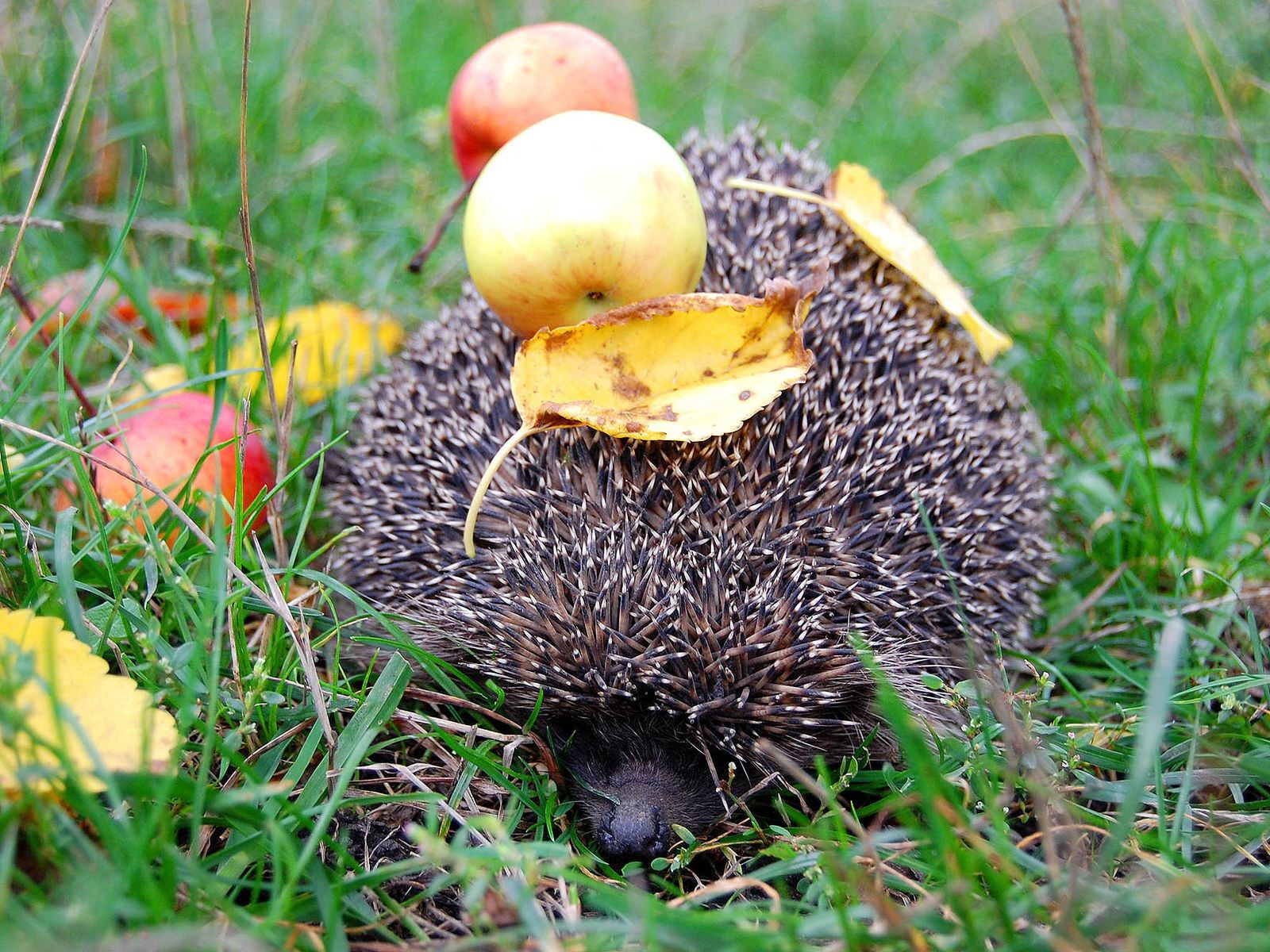 Hedgehog da apples