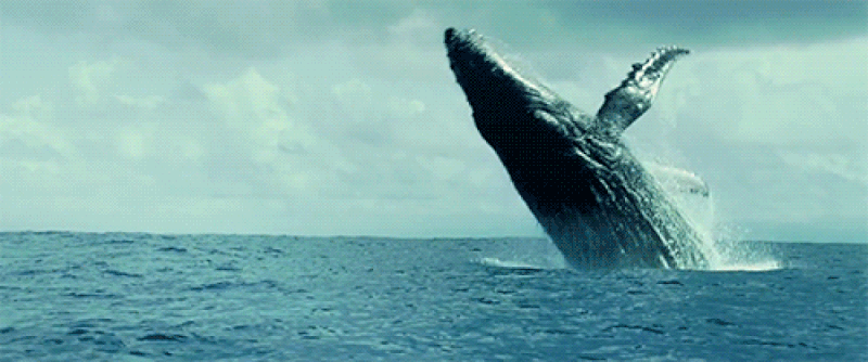 ภาพ GIF: ปลาวาฬกระโดดลงจากน้ำ