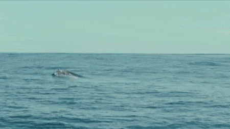 GIF billede: hvalen hopper ud af vandet