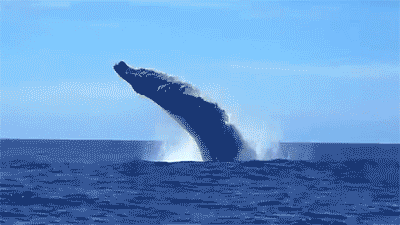 GIF beeld: die walvis spring uit die water