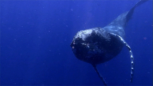 GIF picture: humpback whale