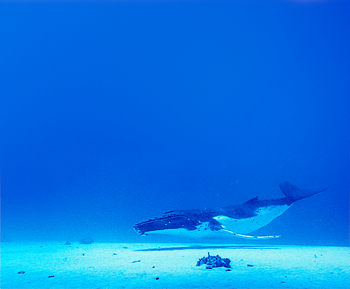 Obrázok GIF: veľryba v dolnej časti