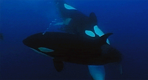 GIF picture: a flock of killer whales under the water