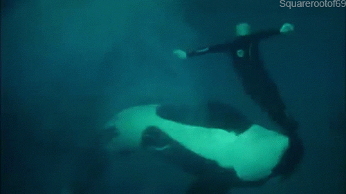 GIF picture: a killer whale plays dangerously with a man