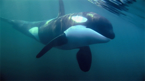 Hoton GIF: killer whale a ƙarƙashin ruwa