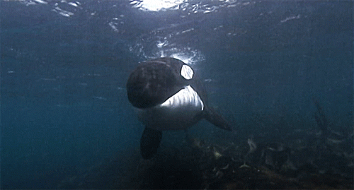 GIF duab: killer whale underwater hauv ntiav dej