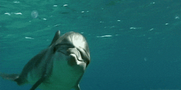 GIF պատկերը `դելֆին ջրի տակ