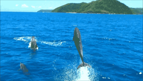 GIF картина: делфините изскачат от водата