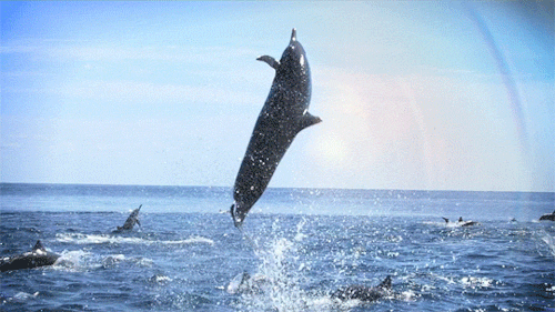 Imagem GIF: o golfinho pulou da onda