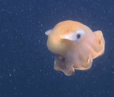 Obrázok GIF s chobotnicou