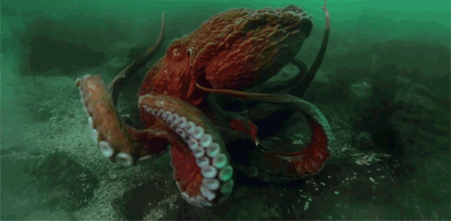 Obrázek GIF s chobotnicí