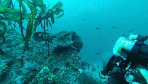 GIF picture: Octopus attacked the photographer