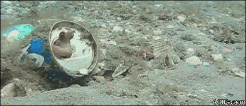 Obraz GIF: mała ośmiornica